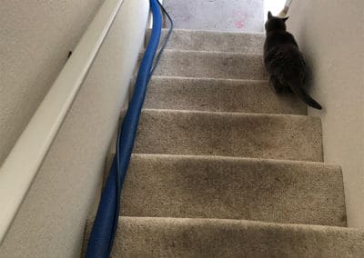 Dirty Stair Carpet